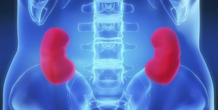 Почки человека