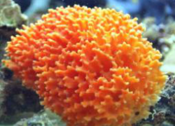 Морская губка Морская губка