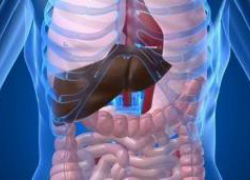 Печень человека Печень человека