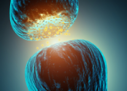 Нейромедиаторы Нейромедиаторы