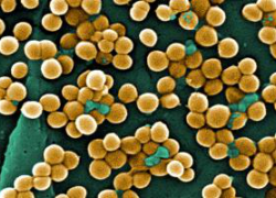 Стафилококк Стафилококк