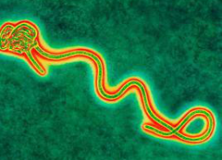 Вирус Эбола