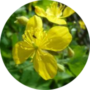 Чистотел Чистотел