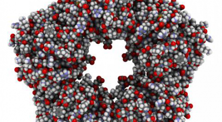 молекула белка молекула белка