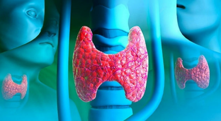 щитовидная железа