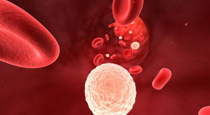 состав крови состав крови