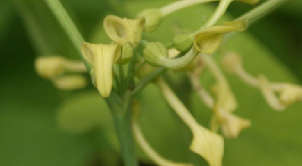 Кирказон обыкновенный