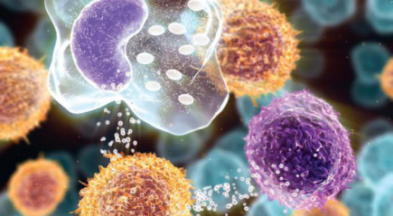 Лимфоциты Лимфоциты