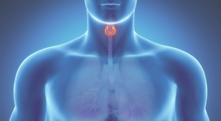 Щитовидная железа Щитовидная железа