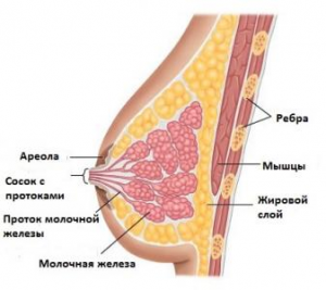 строение женской груди