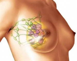 Молочные железы