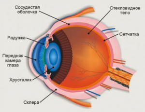 глаз