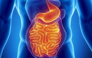 микрофлора кишечника