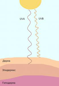 Проникновение солнечных лучей в кожу Проникновение солнечных лучей в кожу