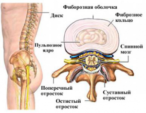 Межпозвоночный диск