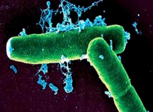 микробактерии туберкулеза