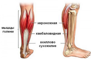 Мышцы голени
