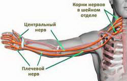 Корни нервов в шейном отделе Корни нервов в шейном отделе
