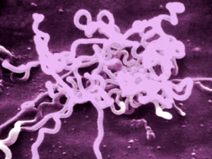 бледная трепонема