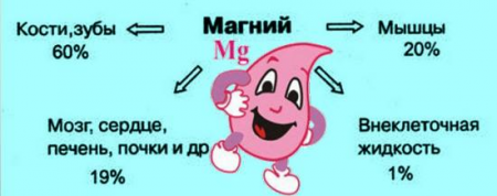 магний в организме