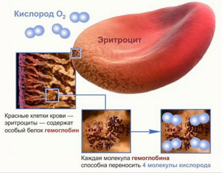 гемоглобин
