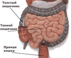 Анатомия кишечника