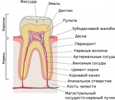 строение зуба