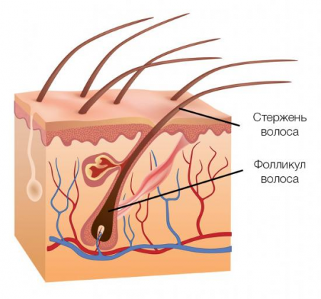 Фолликул Фолликул