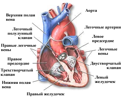 сердце