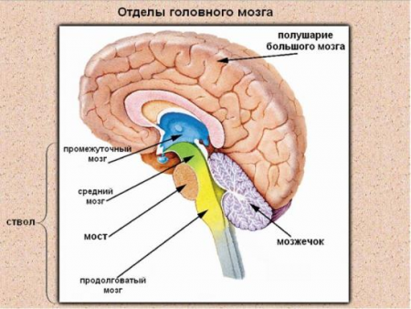 Анатомия головного мозга
