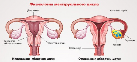 менструальный цикл