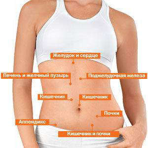 Области живота и органы Области живота и органы
