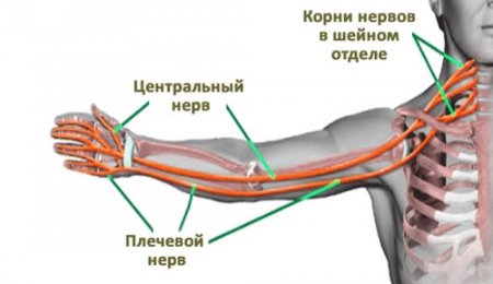 рука