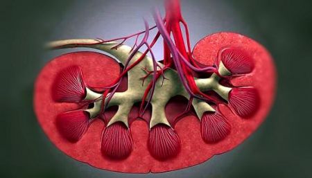 почка почка