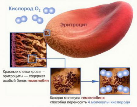 Строение и функция эритроцита