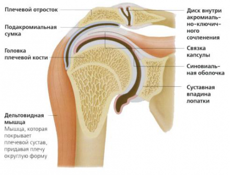Строение плечевого сустава