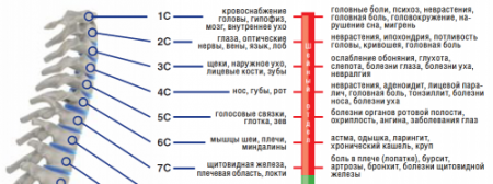 Шейный отдел позвоночника