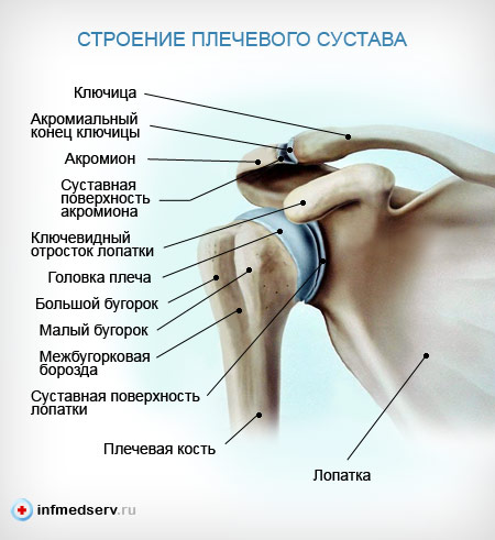 плечевой сустав