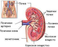 Строение почки Строение почки
