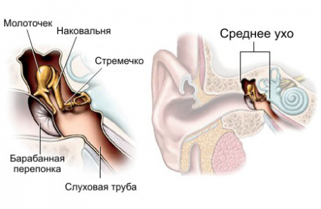 Строение уха