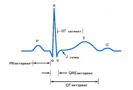 Кривая ЭКГ Кривая ЭКГ