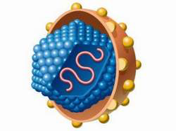 Вирус гепатита С Вирус гепатита С